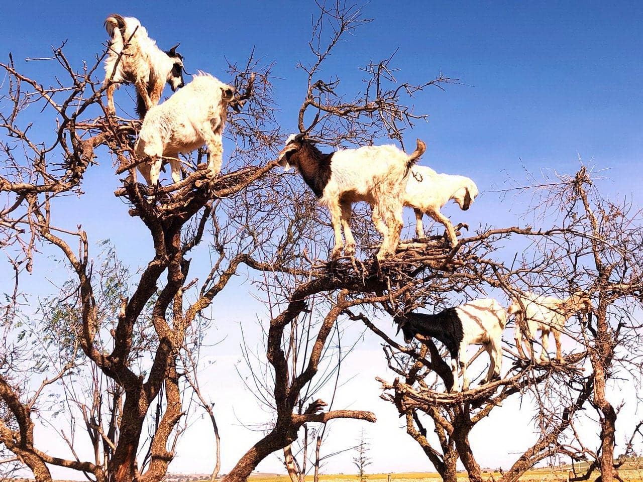 A group of goats climbing on the branches of a tree against a clear blue sky as an example of stepping out of your comfort zone