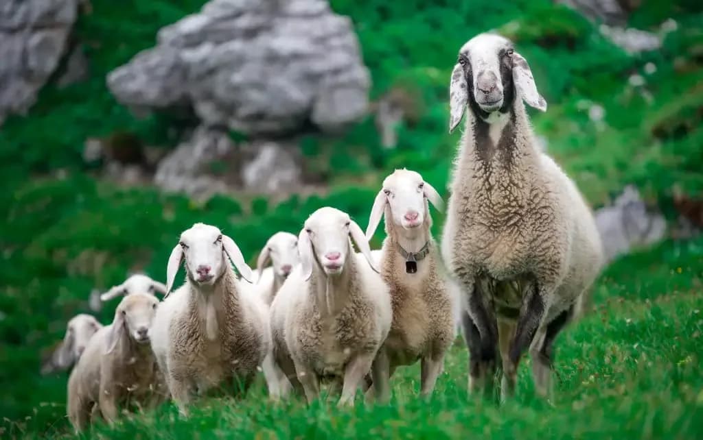 A flock of sheep walking in a line across green pasture, following one another